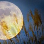 【よむエラマアーカイブ】月の光は愛のメッセージ。十五夜だけじゃない、月見の文化